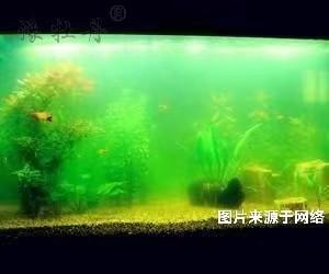 魚缸可以用活性炭來凈化嗎？